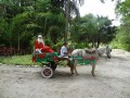 Itaipú: Natal no Horto de Itaipú do Projeto Gugu